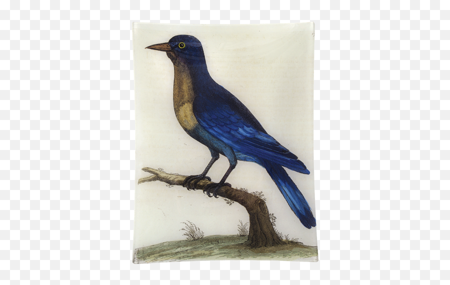 11 - Good Hope Blue Jay Emoji,Company With A Blue Bird Logo