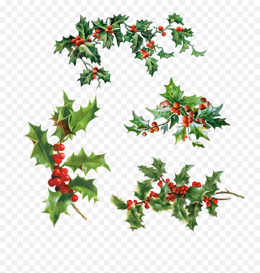 Set Of Holly Leaves With Berries Emoji,Holly Png