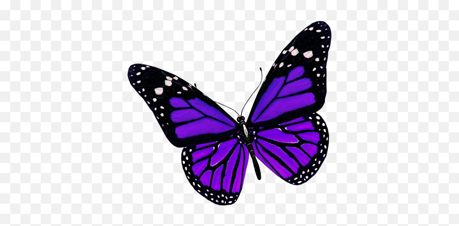 Purple Butterfly Png Image - Purple Butterfly Png Emoji,Butterfly Png
