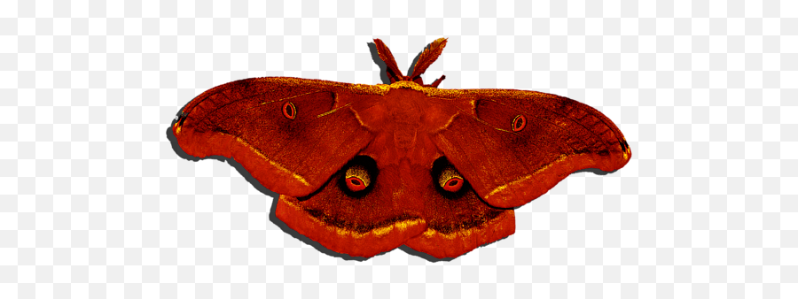 Male Moth Red - Blue Moth Png Emoji,Moth Transparent