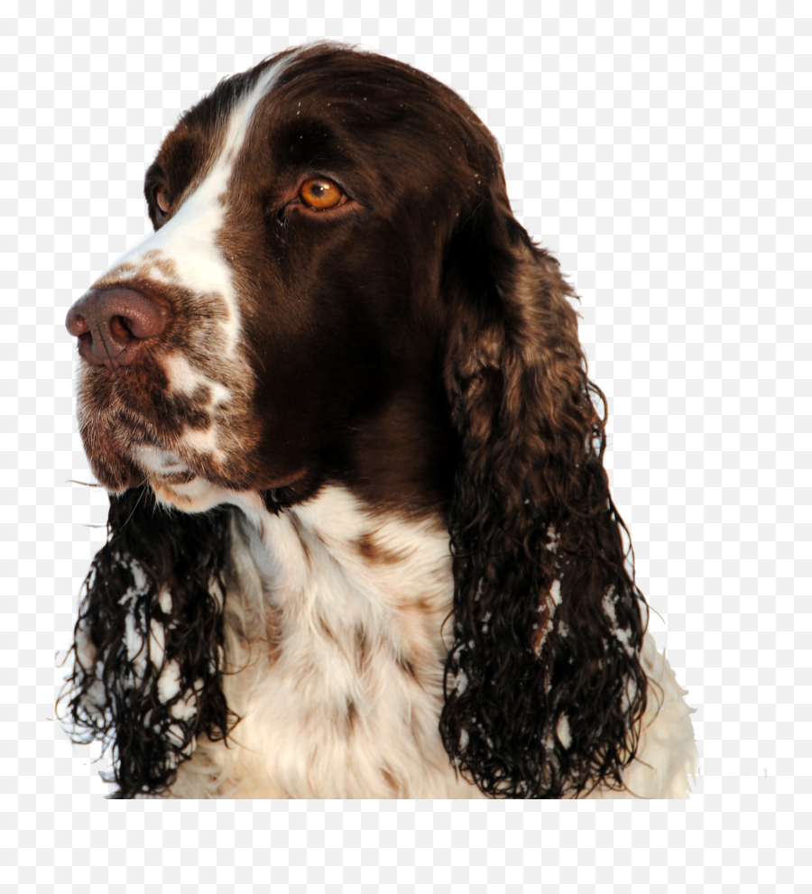 Dog Png High Quality Image American Water Spaniel American - Curly Emoji,Dogs Png