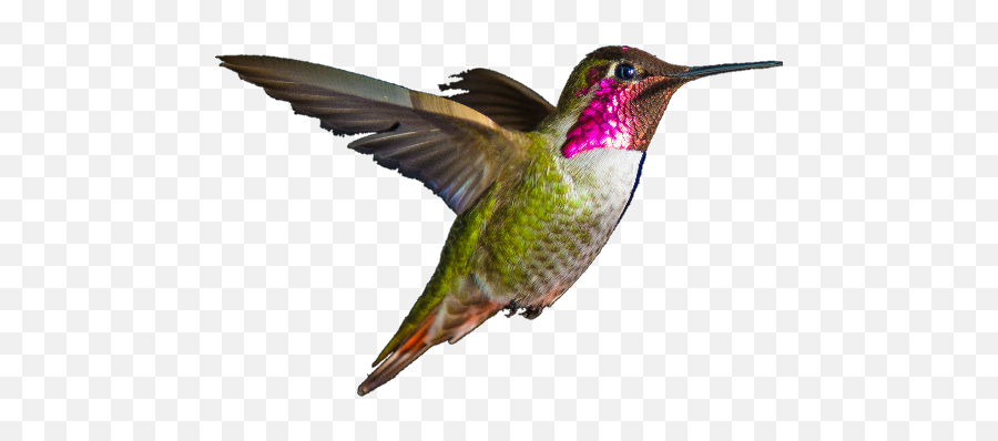 Hummingbirds Bird Fly Swing Rectangle Non - Slip Rubber Hummingbird 4k Emoji,Slip Clipart