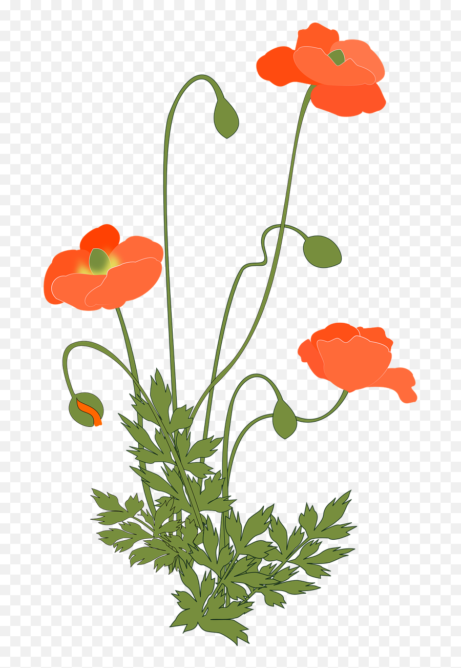 Poppy Clipart Free Download Transparent Png Creazilla - Poppy Plants Png Emoji,Poppy Flower Clipart