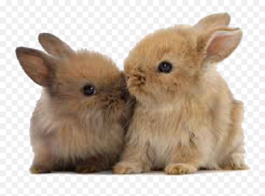 Cute Baby Bunny - Two Cute Bunnies Emoji,Bunny Png
