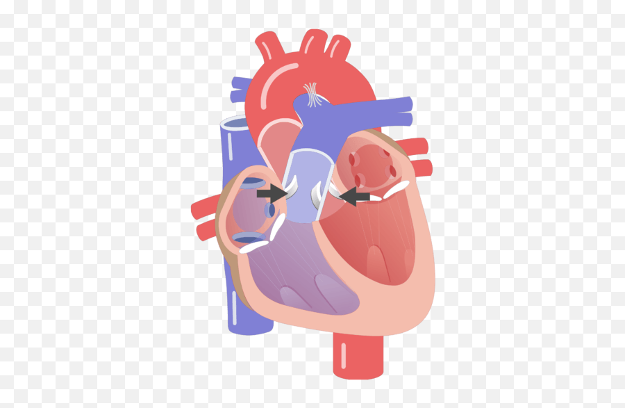 Heart Valve Movement Emoji,Human Heart Transparent Background