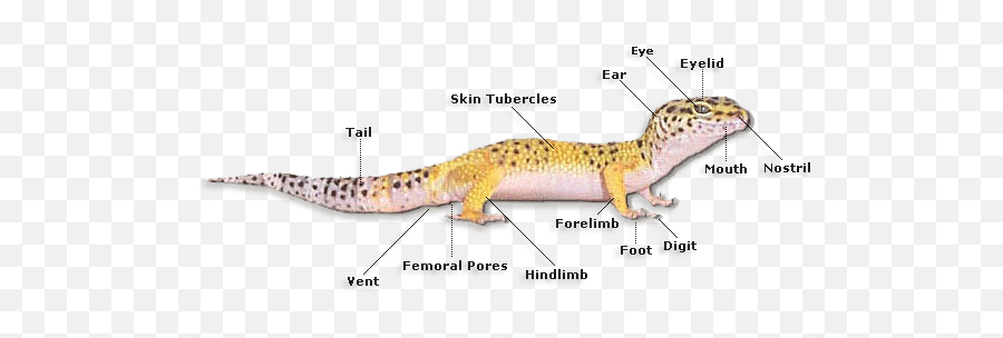 Adirondack Geckos Emoji,Leopard Gecko Png