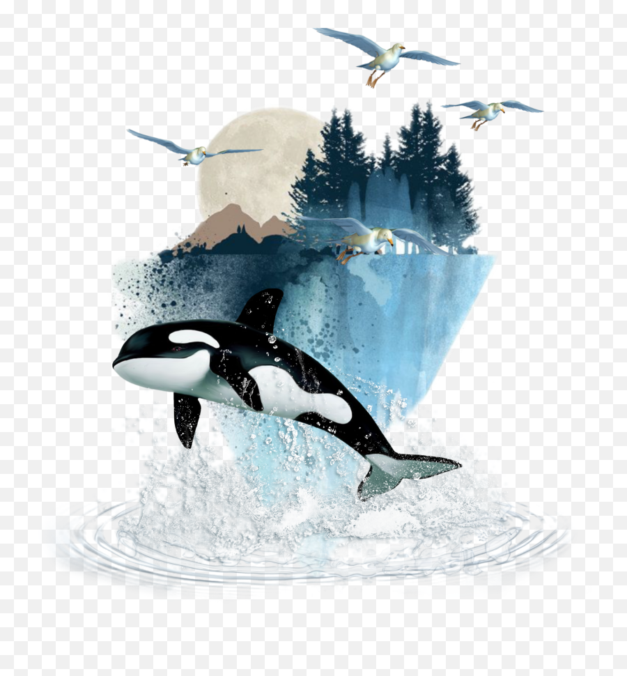 Orka Willy Nature Sticker By Nicole Emoji,Killer Whale Clipart