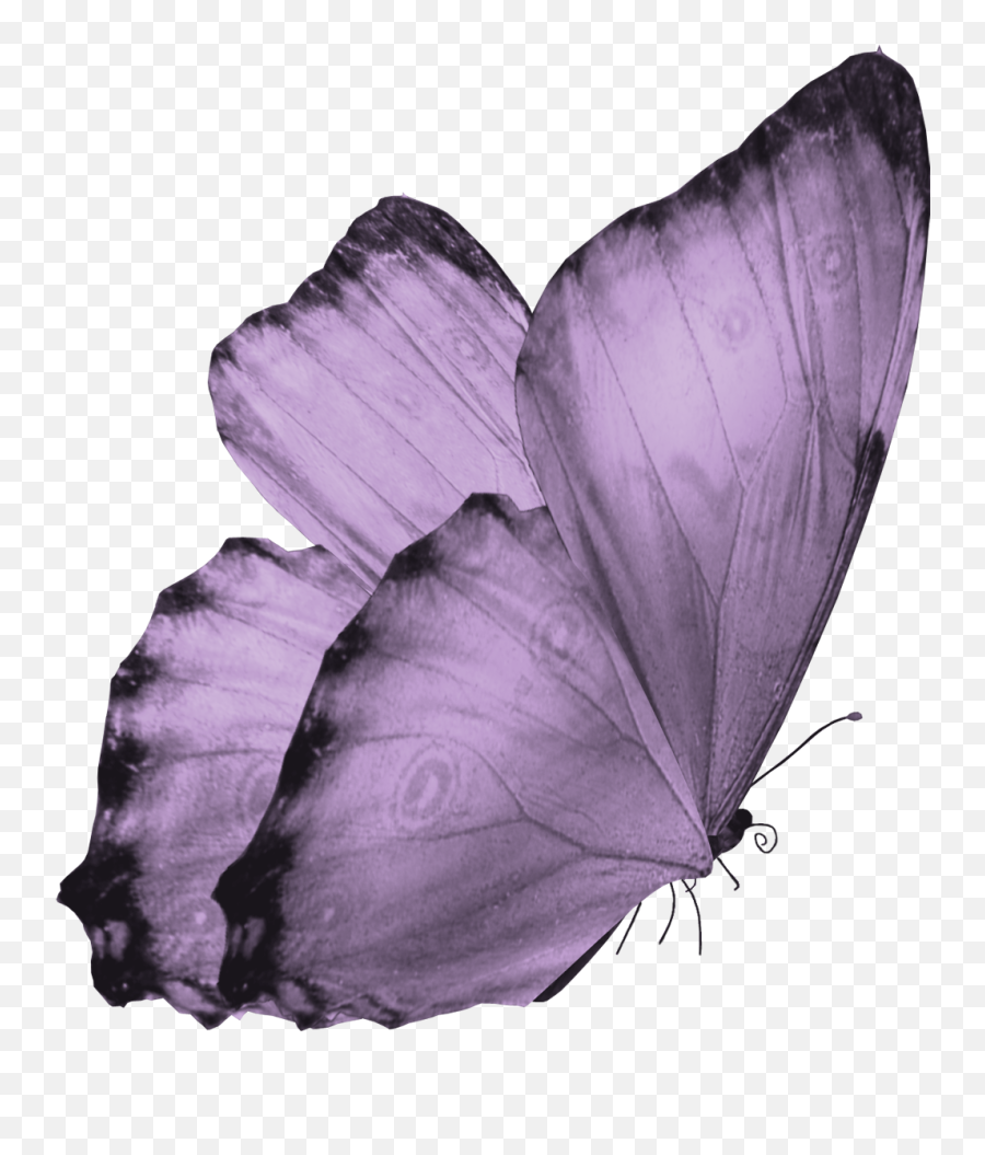 Flying Butterfly Png Image - Aesthetic Purple Butterfly Png Emoji,Butterfly Png