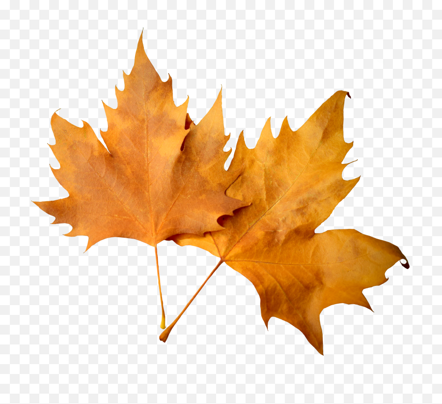 Autumn Leaf Png Image - Transparent Background Fall Leaves Fall Leaf Transparent Background Emoji,Leaf Png
