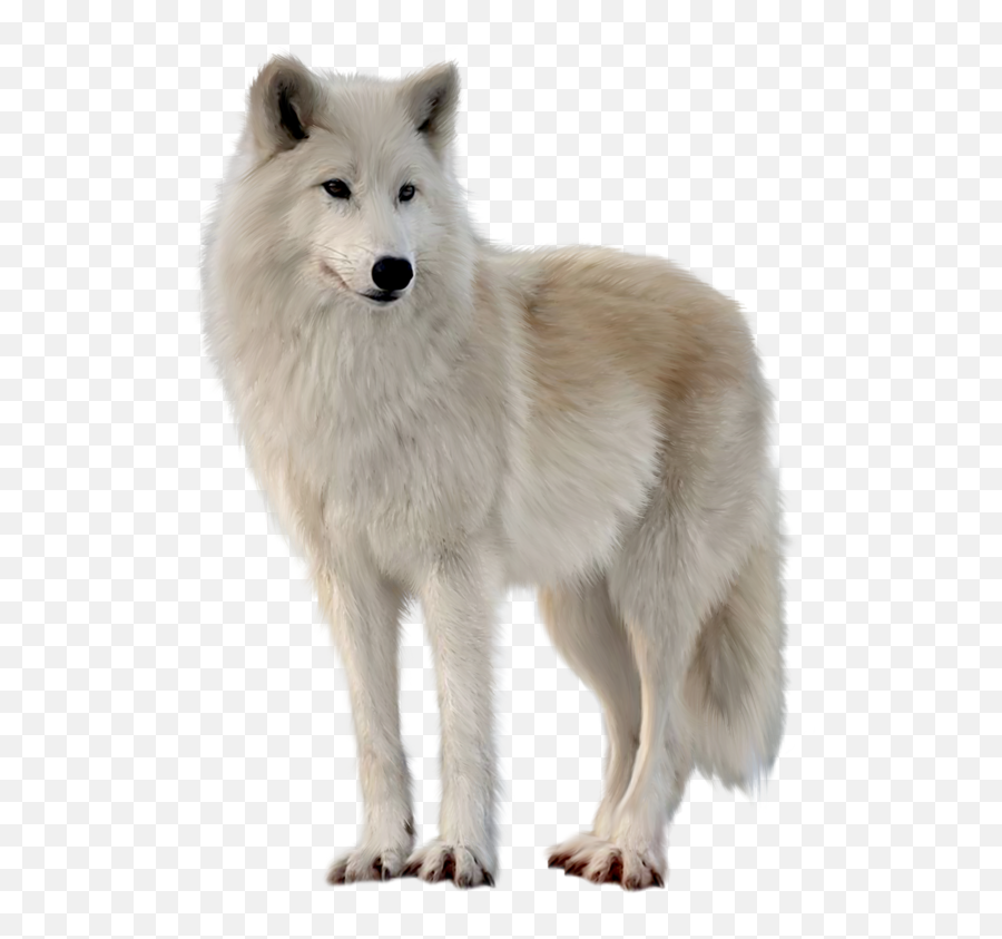 Pictures Of Wolves In The Wild - Transparent White Wolf Png Emoji,Wolf Transparent