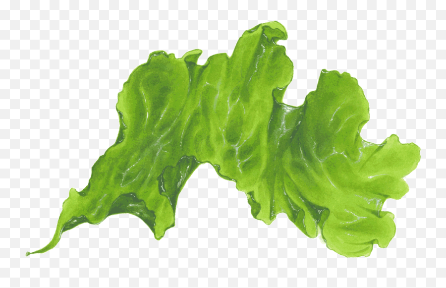 Download Seaweed Png Transparent - Pondweed Family Emoji,Seaweed Png