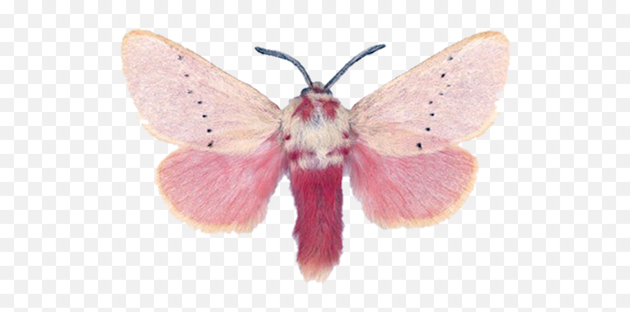 Moth Pinkmoth Nature Cottagecore Png - Pink Cottage Core Png Emoji,Moth Transparent