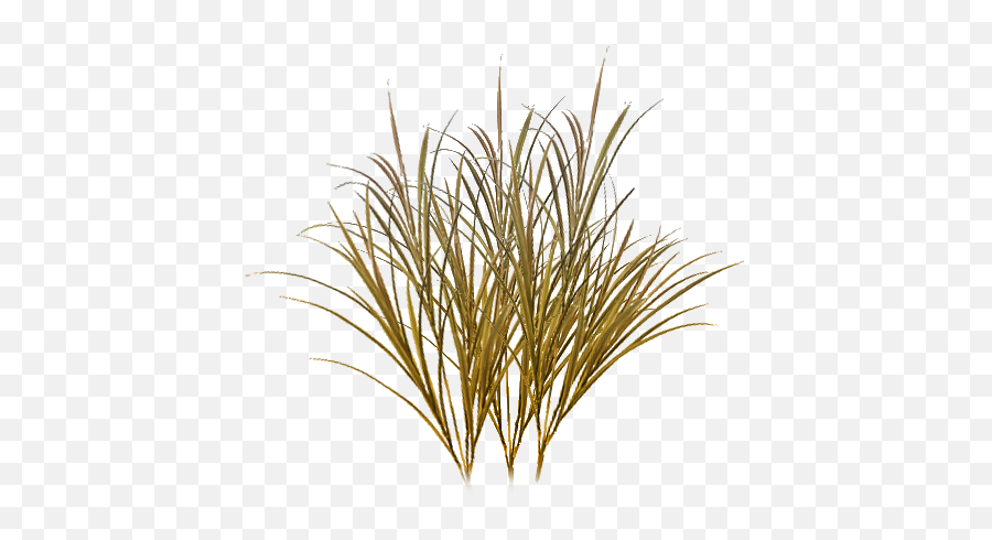 Showing Items 1 To 249 Of 187 Free Creative Commons Seamless - Dry Grass Texture Alpha Emoji,Tall Grass Png