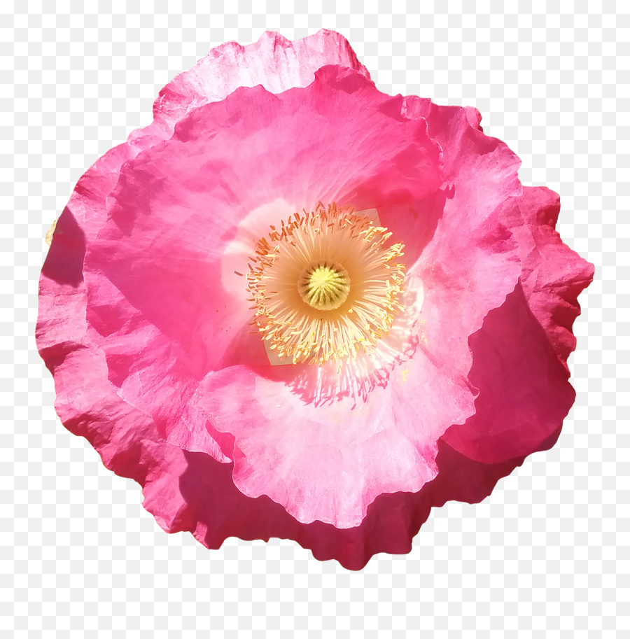 Flower Poppy Pink Summer Flowers Isolated - Pink Poppy Summer Flower Clipart Transparent Emoji,Poppy Flower Clipart