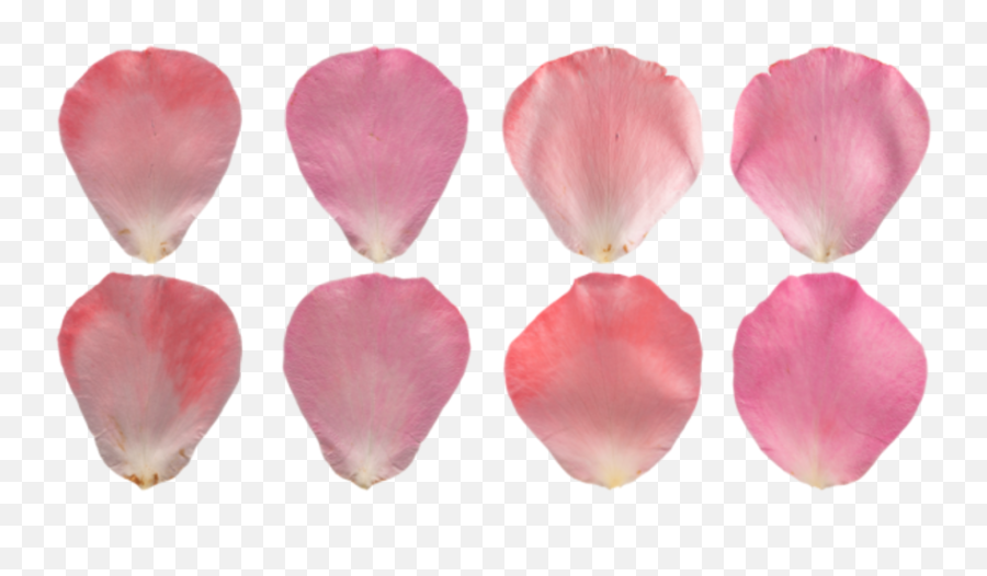 Flower Petals Pink 001 - Free Rose Petal Texture Emoji,Rose Petals Transparent