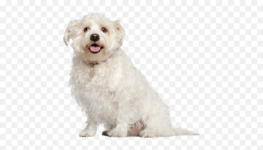 Shih Tzu Puppy Transparent Png - Mixed Maltese Old Emoji,Puppy Transparent Background