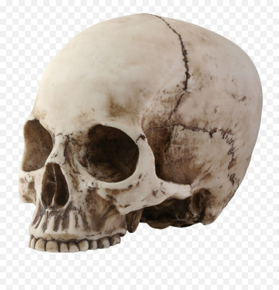 Skeleton Skull Png Image - Purepng Free Transparent Cc0 Skull Head Emoji,Skull Png