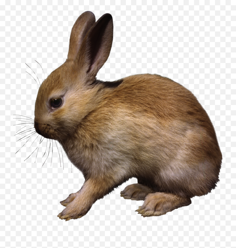 Rabbit Png Emoji,Rabbit Png