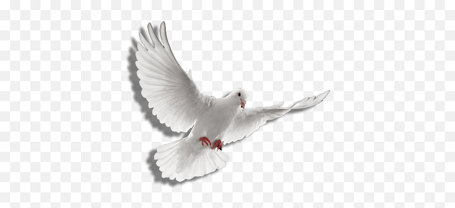 Paloma Png Images In Collection - Transparent Holy Spirit Gif Emoji,Paloma Png