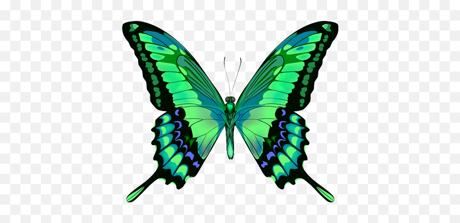 Green Butterfly Png - Blue Green Butterfly Png Emoji,Butterfly Png