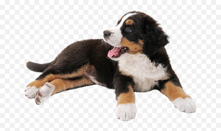 Download Schnauzer Mountain Puppy Dog - Perros Bernes De La Montaña Cachorros Emoji,Schnauzer Clipart