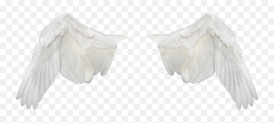 Wings Ave Flight - Alas Blancas Png Emoji,White Wings Png