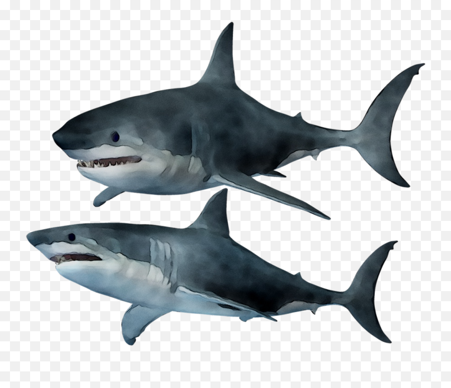 Great White Shark Tiger Shark Requiem Emoji,Great White Shark Png