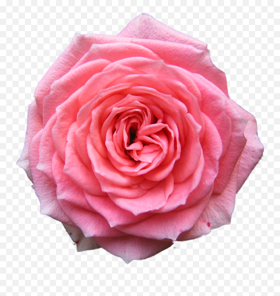 Pink Roses Png Transparent Background Free Download 39863 - Pink Rose Transparent Background Emoji,Rose Png