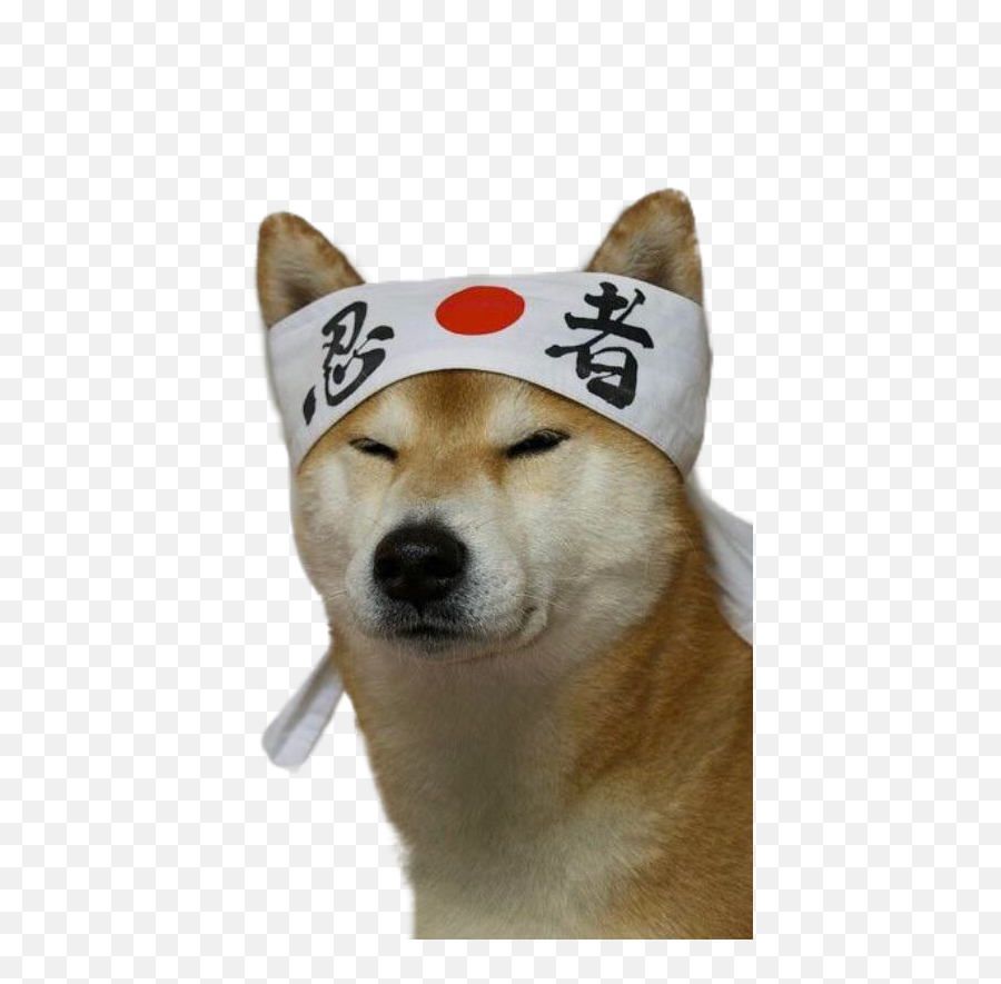 Karate Doge Png - Album On Imgur Asian Doge Meme Emoji,Doge Png
