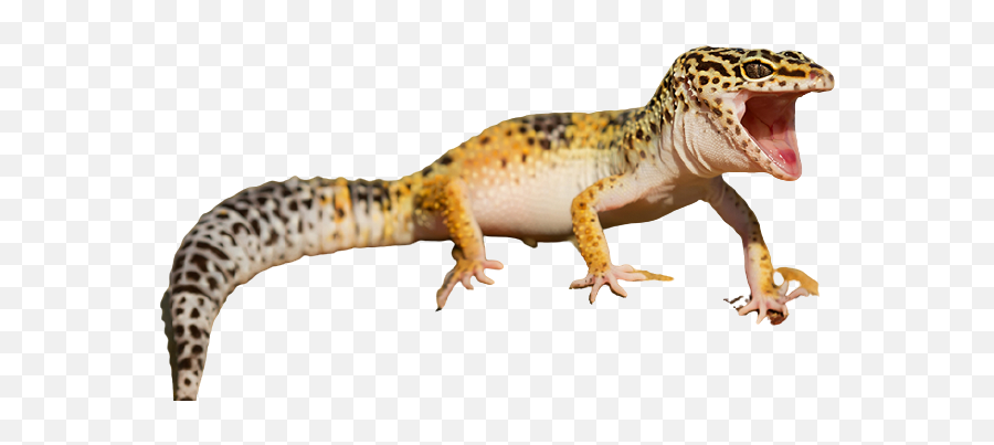 Seven Interesting Facts About Gecko Lizard Pet That You May Emoji,Leopard Gecko Png