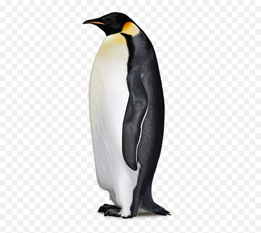 Download Emperor Penguin Png Png Image With No Background - Transparent Emperor Penguin Png Emoji,Penguin Png