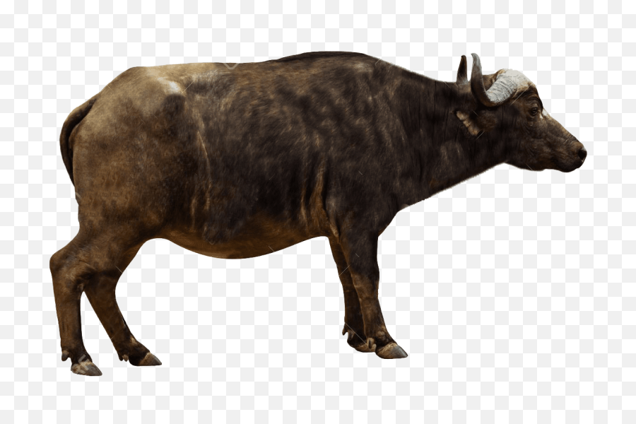 Library Of Oxen Bull Svg Royalty Free Download Png - Cape Buffalo Transparent Emoji,Bull Clipart