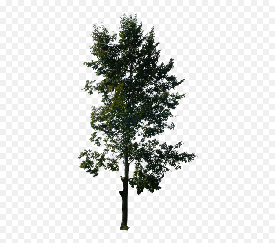 Download Tall Pine Tree Png Vector - Oak Emoji,Trees Png
