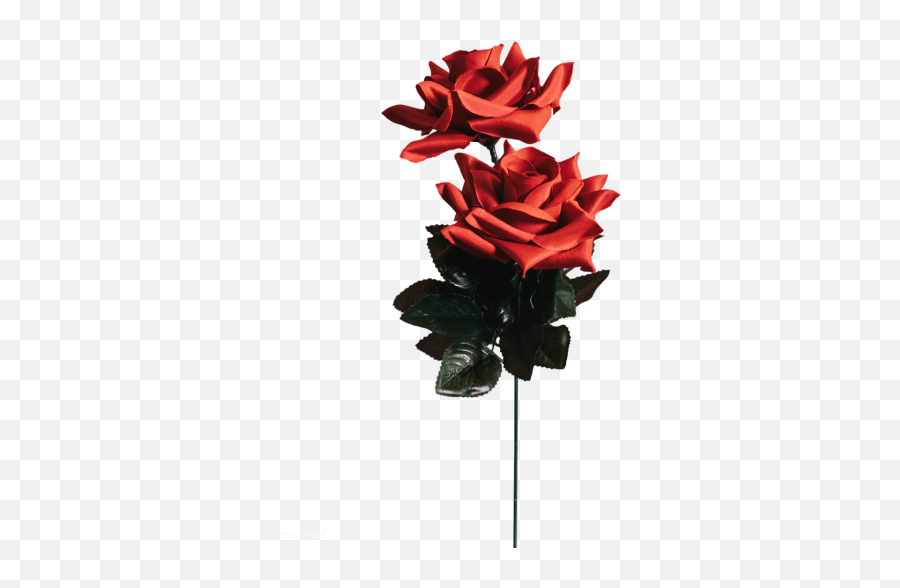 Red Rose Transparent Png Image Emoji,Roses Transparent Background
