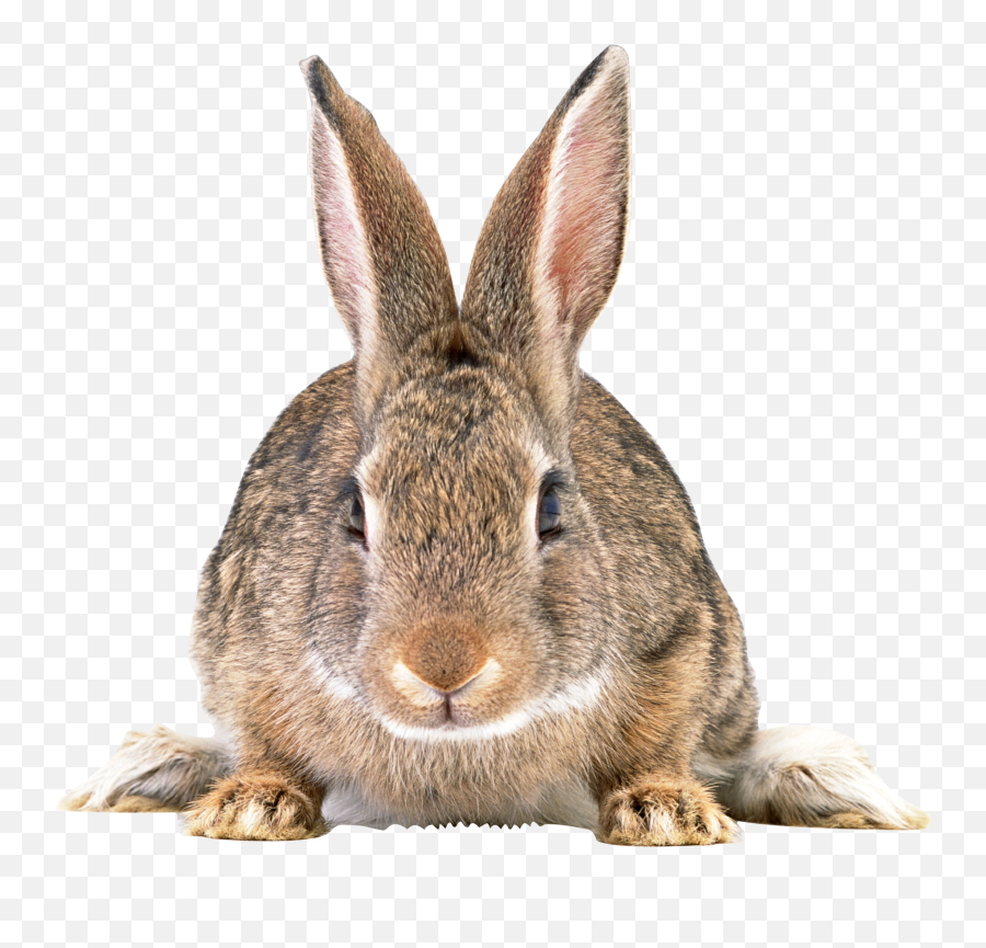 Bunny Png - Cottontail Rabbit Png Emoji,Bunny Png