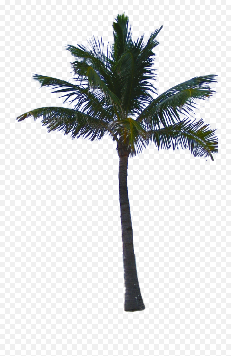 Palm Tree Png - Palm Trees Png Photoshop Emoji,Palm Tree Png