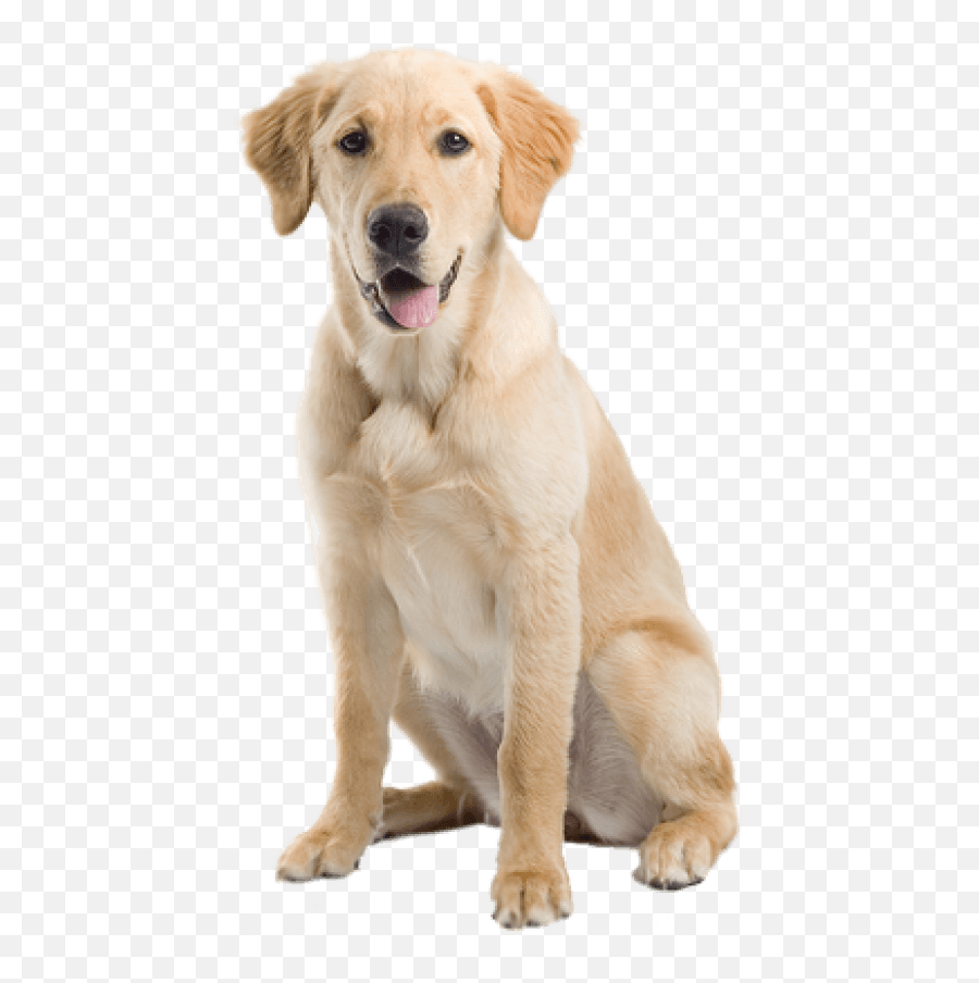 Download Free Png Dog Png Images - Paw Cleaner Cup Emoji,Dog Transparent Background