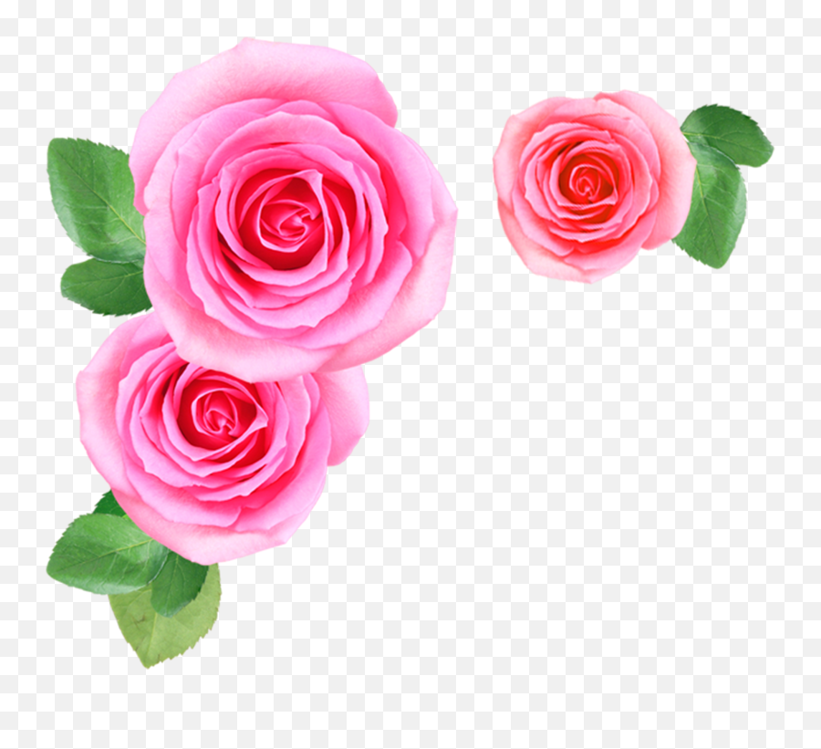 Pink Rose Flowers Png Image Free - Flowers Png Image Download Emoji,Pink Flower Png
