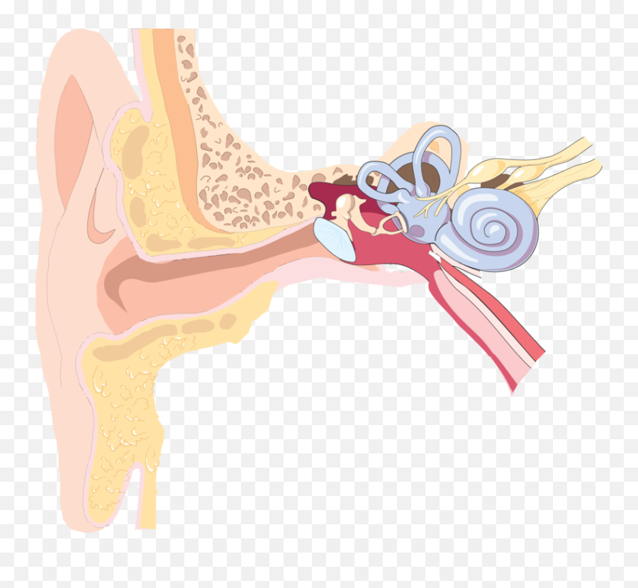 Ear Anatomy Png U0026 Free Ear Anatomypng Transparent Images - Ear Barotrauma Emoji,Ear Png