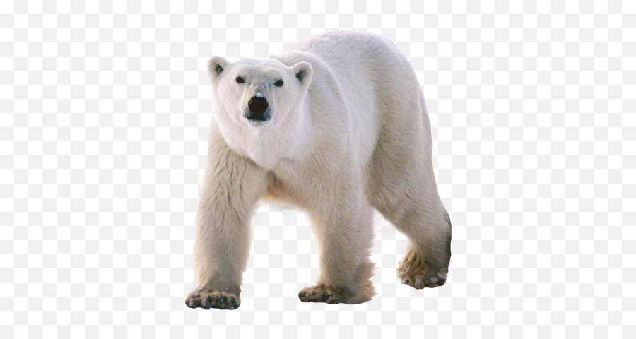 Download Polar Bear Png - Group Of Polar Bears Called Emoji,Polar Bear Png