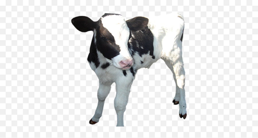 Cow Calf Baby Png Picture Cow Baby Png - Calf Png Emoji,Baby Png
