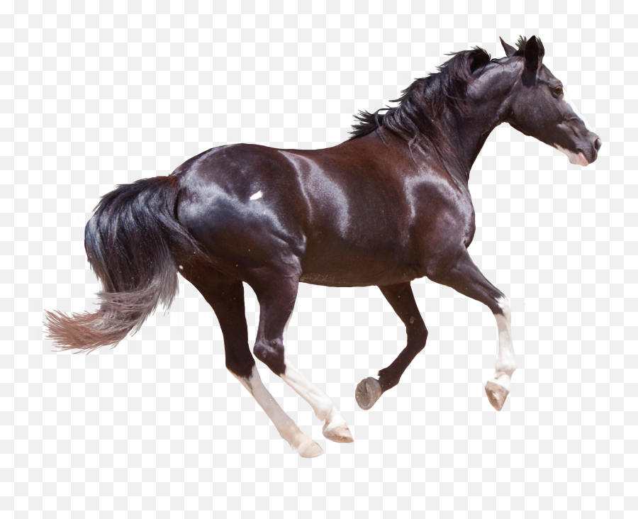 Transparent Clipart Image Black Horse - Png High Resolution Horse Emoji,Horse Png