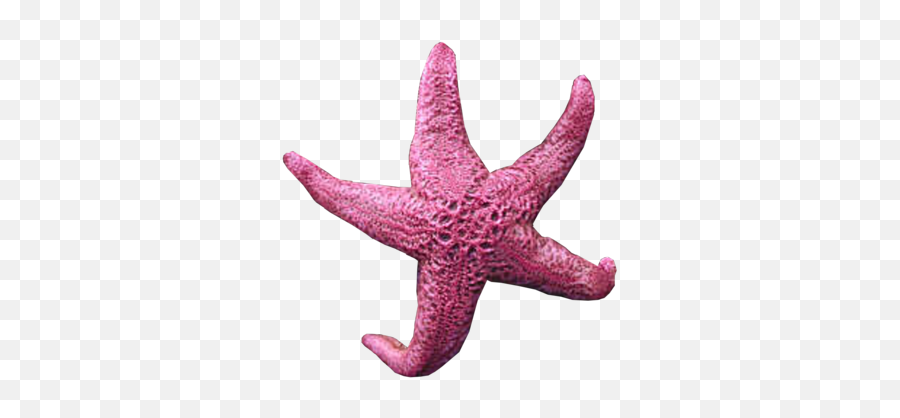 Background Starfish Png Transparent - Pink Sea Star Png Emoji,Star Fish Png