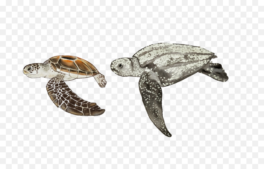Turtles - Loggerhead Sea Turtle Emoji,Sea Turtle Png