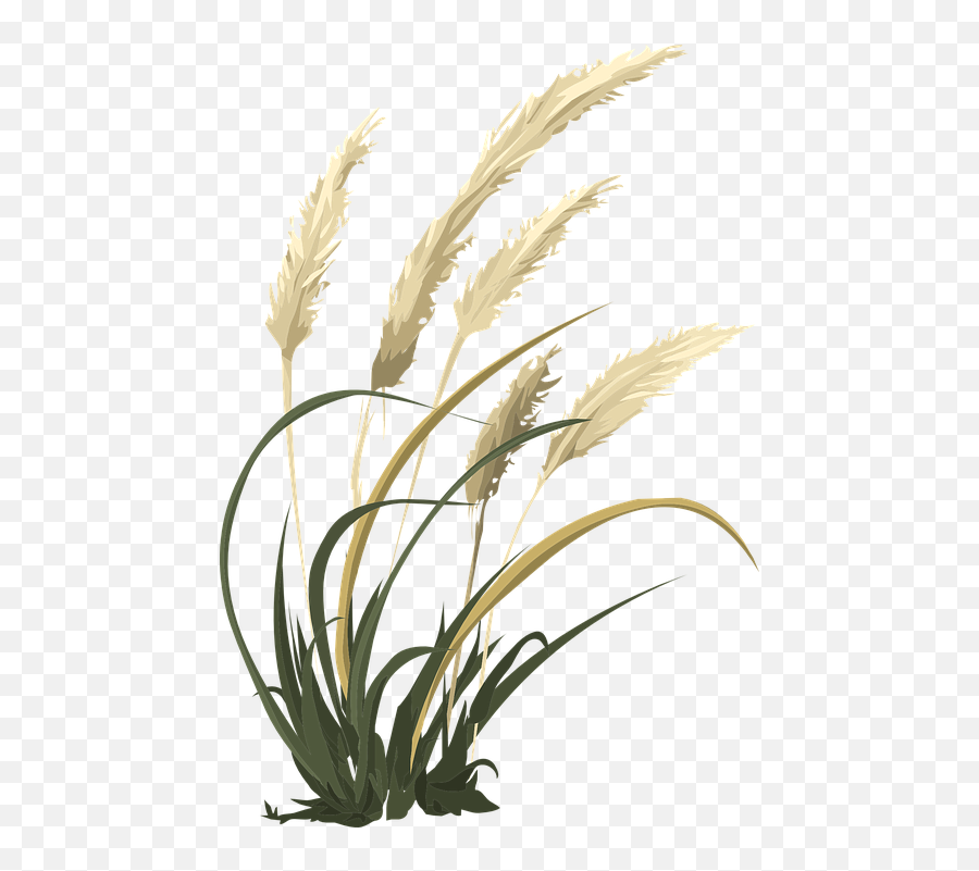 Wheat Field Png - Wheat Grass Agriculture Nature Field Pampas Grass Png Emoji,Grass Field Png