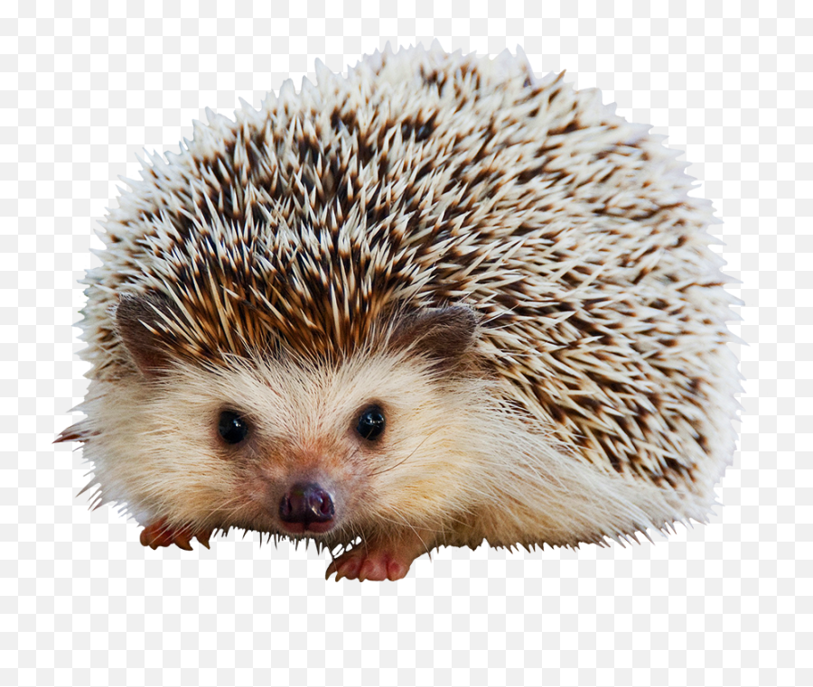 Hedgehog Clipart - Realistic Hedgehog Clipart Emoji,Hedgehog Clipart