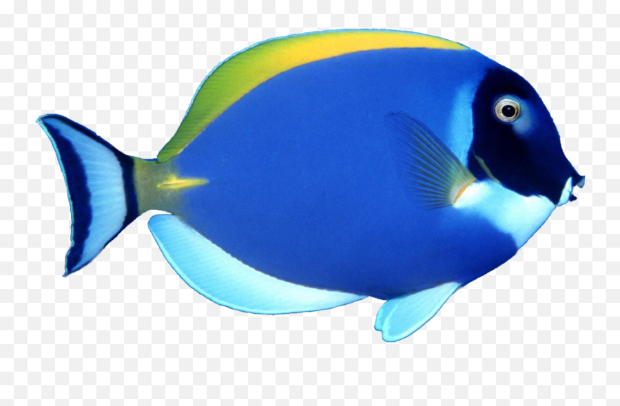 Fish Png Images - Dory Fish White Background Emoji,Fish Png