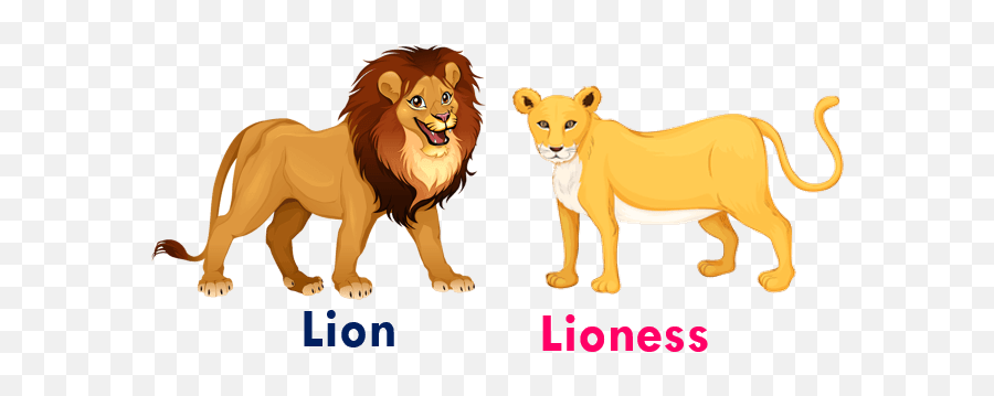 Pin - Animals Gender In Hindi Emoji,Lioness Png