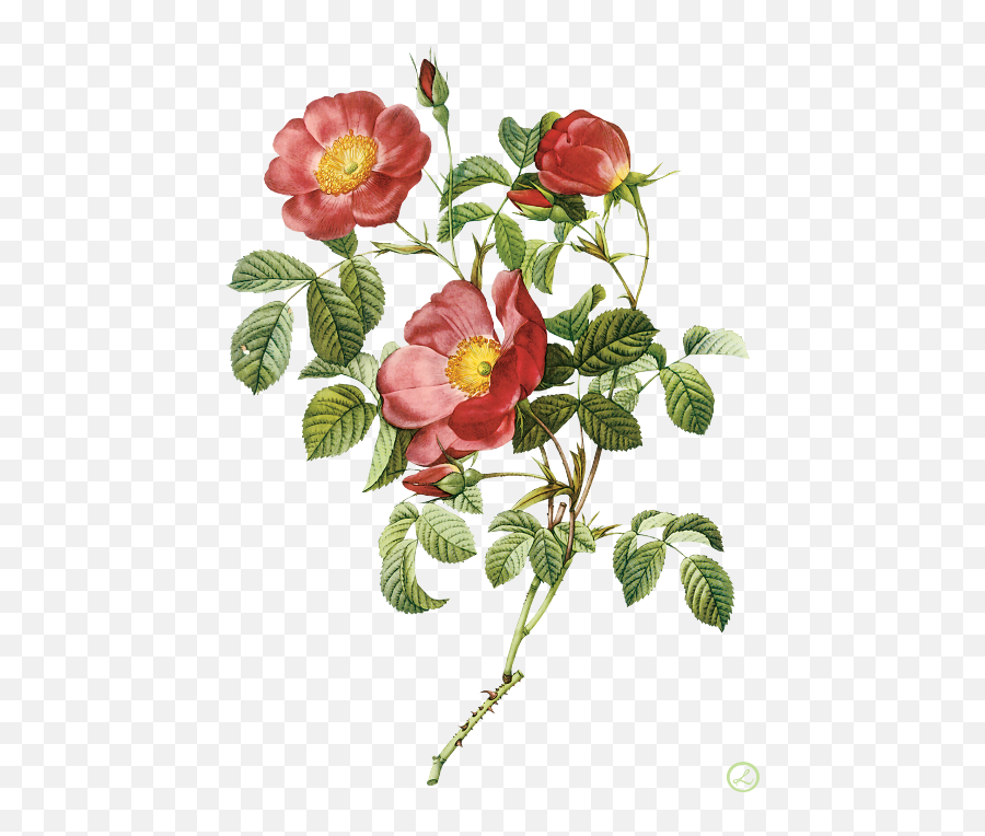 Pierre - Joseph Redouté Flower Painting Proverbs 31 31 Bible Emoji,Bible Verse Clipart