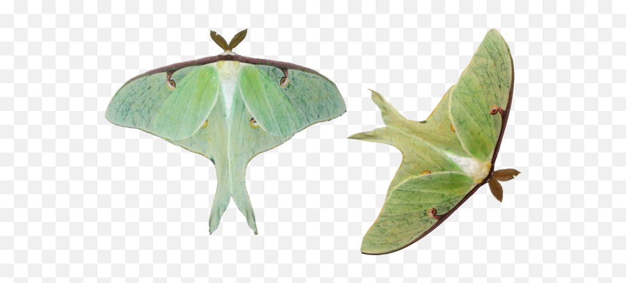 Luna Moth White Background Transparent - Green Moth Png Emoji,Moth Transparent